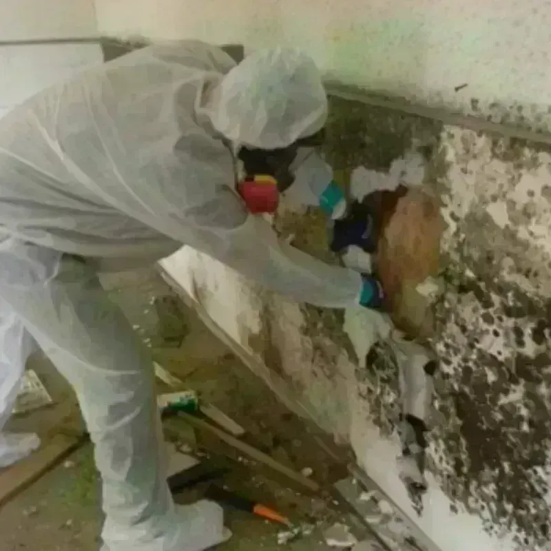 Mold Remediation and Removal in Ellettsville, IN